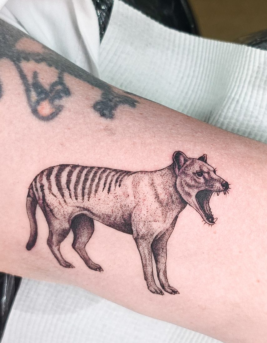 Dotwork Tasmanian tiger (thylacine) on the forearm by Bruno at Hobart Tattoos